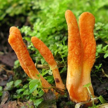 Cordyceps