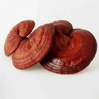 Reishi