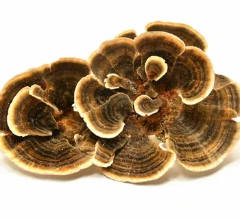 Turkeytail