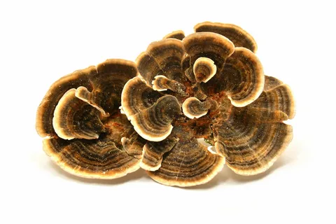 Turkeytail
